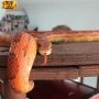 Его чешуйчатость в Форт Боярд