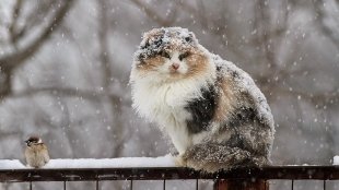 Осторожно, водители! В Сургуте в ближайшие дни выпадет мокрый снег