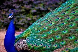 Китайский холостяк спьяну купил павлина, саламандру и свинью и был очень удивлен утром