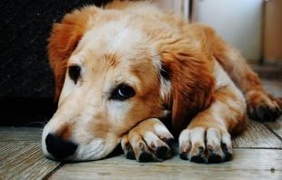 Новогодний конкурс: “Я люблю свою собаку”!