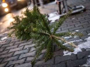Что делать с живой елкой или сосной после праздников