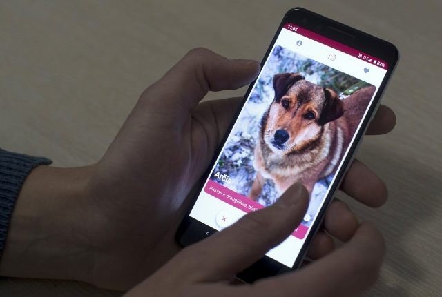 В Литве создали Tinder для знакомства с собаками