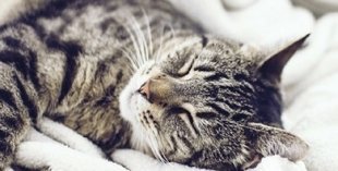 Фотоконкурс котиков: пушистая радость