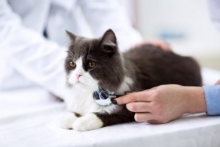 Как попасть к ветеринару с котиком бесплатно