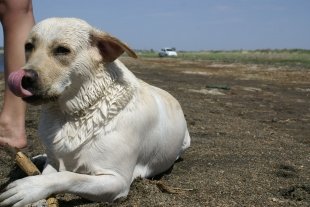 Тита Тита