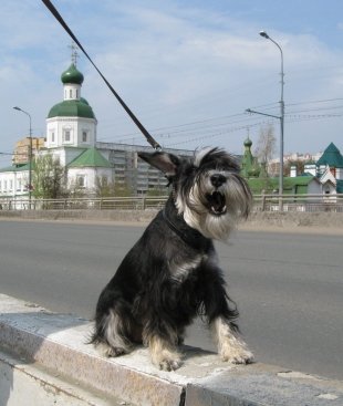 Бусыгина Ольга, собака породы цвергшнауцер Кэсси (Крэзи Крэк)