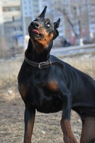 Фотоконкурс «Собака-улыбака»