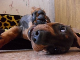 Макс Макс