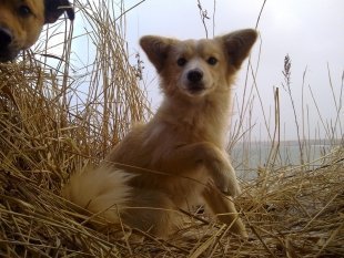 Фотоконкурс «Собака-улыбака»
