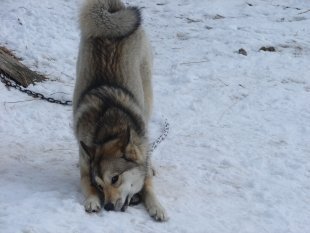 Фотоконкурс «Собака-улыбака»