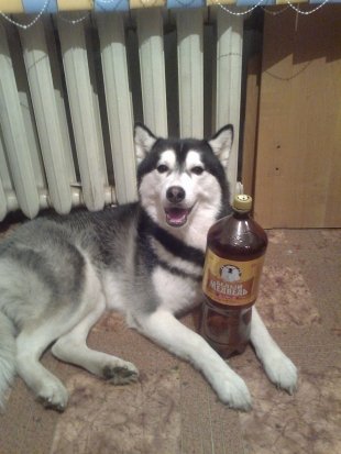 Поня Поня