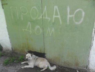 Рекс Рекс