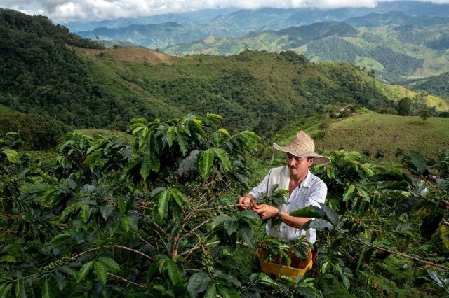  Редкие сорта кофе из Уганды, Колумбии и Зимбабве стали доступны благодаря Nespresso