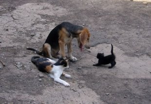 Собака по имени Тимоха, кошка Килька и ее котенок (Волкова Наталья)