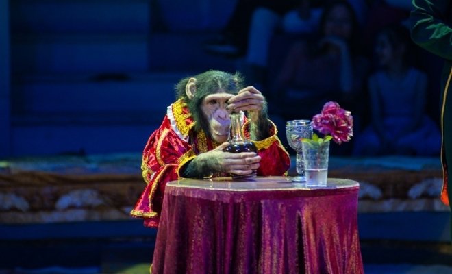 Цирк в гостях у сказки