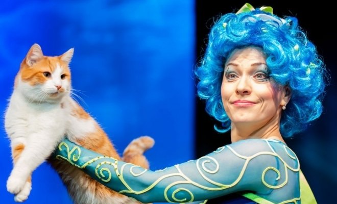 Коты спасают мир