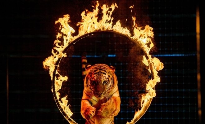 Цирк Моретти