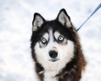 В Екатеринбурге северных красавцев хаски можно будет пообнимать и даже забрать домой.