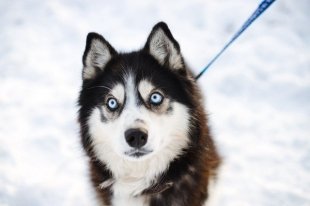 В Екатеринбурге северных красавцев хаски можно будет пообнимать и даже забрать домой.