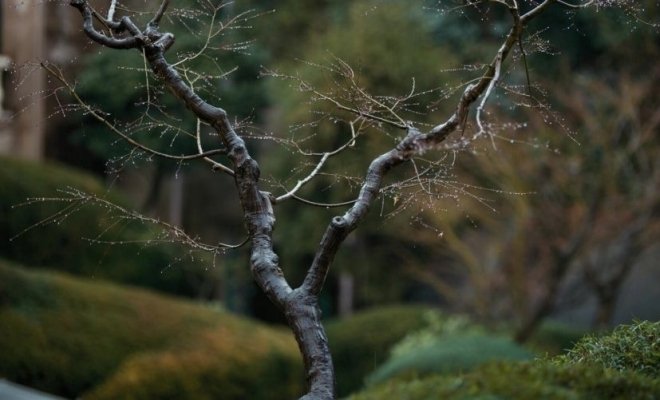 Семья в аренду