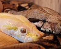 В Екатеринбурге пройдет выставка «Пауки-птицееды, рептилии и амфибии»