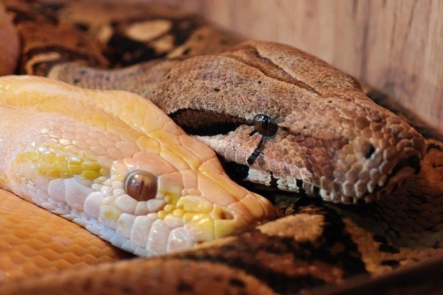 В Екатеринбурге пройдет выставка «Пауки-птицееды, рептилии и амфибии»