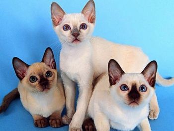 Выставка кошек