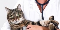 Международный день ветеринара. Говорят ли врачи на языке животных?