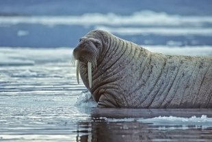 Места для моржевания: где в Челябинске после баньки окунуться в прорубь