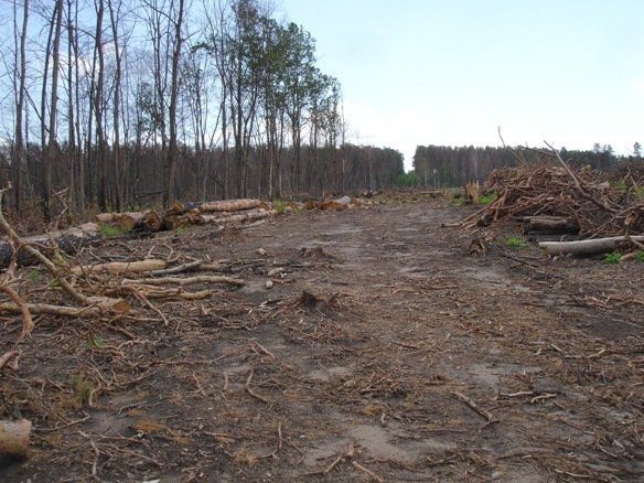 В этом году в Тольятти планируют восстановить 250 га леса