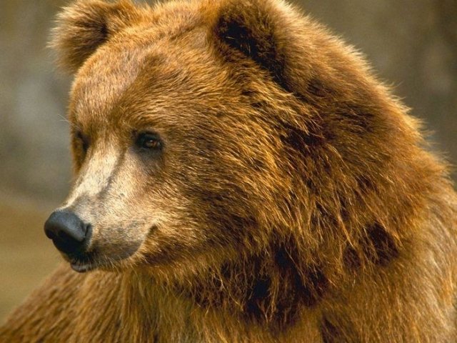 В казанском зоопарке проснулись бурые медведи  