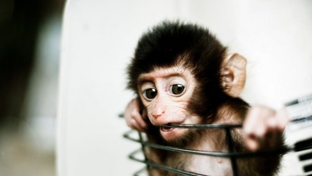Тюменцы смогут потрогать и покормить обезьян на новой выставке