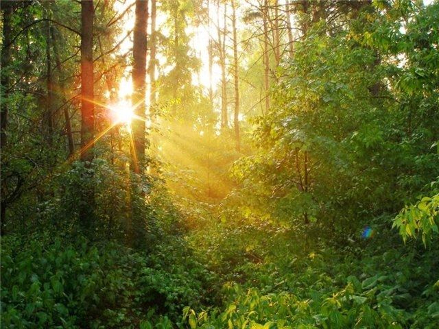Тольяттинцы за поход в лес могут заплатить 4 тысячи рублей