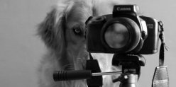 Собаки в кадре: шесть фотосалонов, где согласились сфотографировать собаку на паспорт