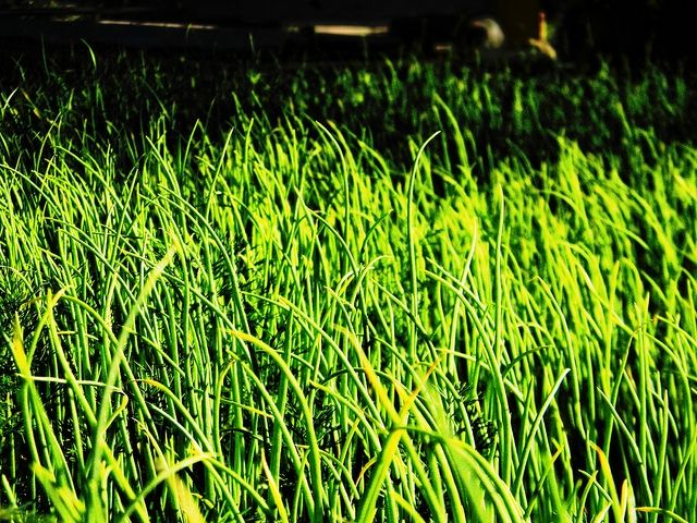 В Сургуте состоится акция  «Чистый газон»