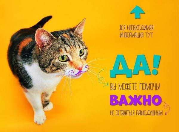 26 июля в Караганде пройдет очередная выставка-ярмарка кошек и котят.