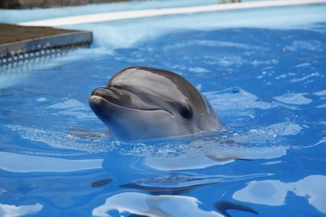 В сентябре в Самаре откроется дельфинарий