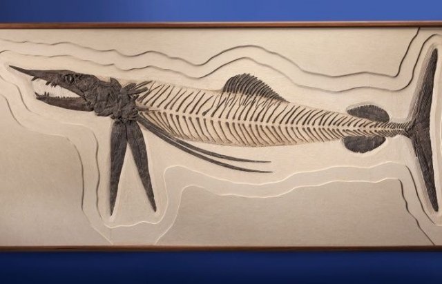 На продажу выставили уникальный скелет рыбы, жившей 85 млн лет назад
