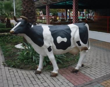 Сочинские коровы и быки