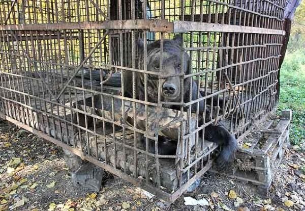 Хозяин медведей с притравочной станции на М-5 в Самарской области  отдает животных в московский приют