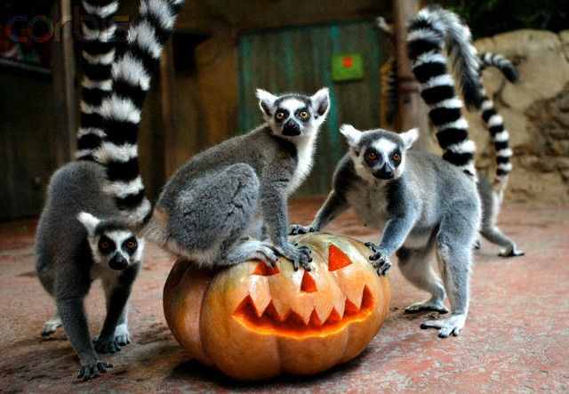 1 ноября зоопарк можно посетить бесплатно, если принести с собой тыкву