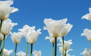 В Казани появился новый сквер «Белые цветы»