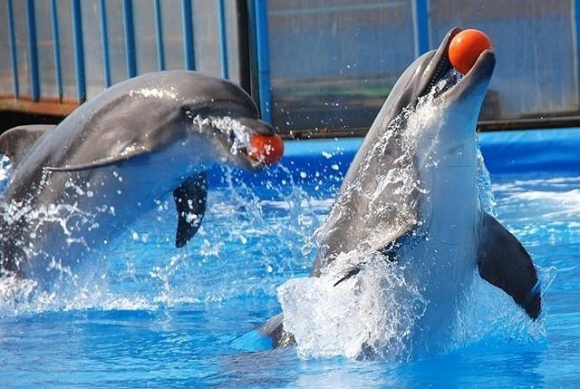 Дельфины продлят гастроли в Самаре до конца января 2015 года
