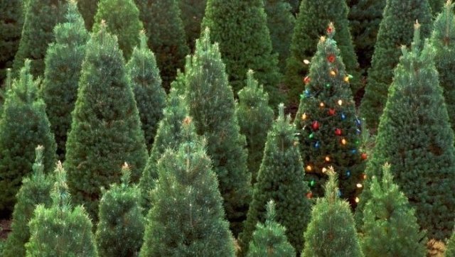 В Челябинске началась продажа новогодних елок