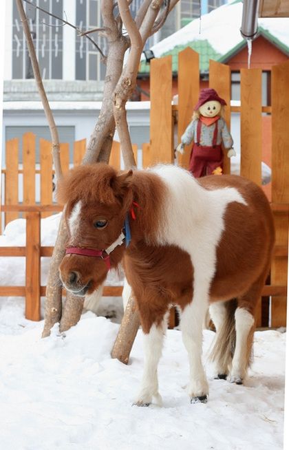 19 декабря в Зоопарке провожают Год лошади