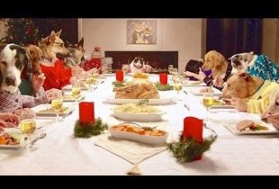 Видео дня: 13 собак и один кот за рождественским столом