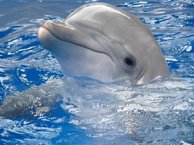 Дельфинарий пробудет в Самаре до февраля