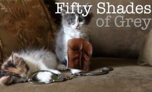 Видео дня: трейлер «50 оттенков серого» с котятами в главных ролях