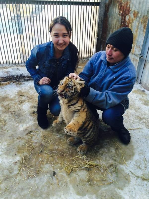 В Карагандинском зоопарке родились амурские тигры.