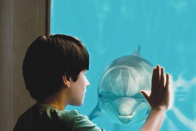 звери в кино, История дельфина